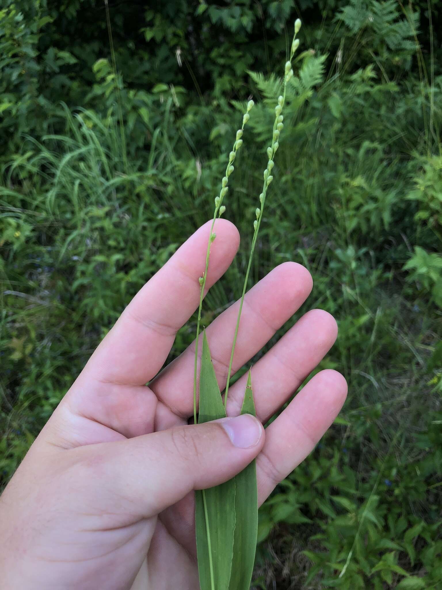 Image of slender rosette grass