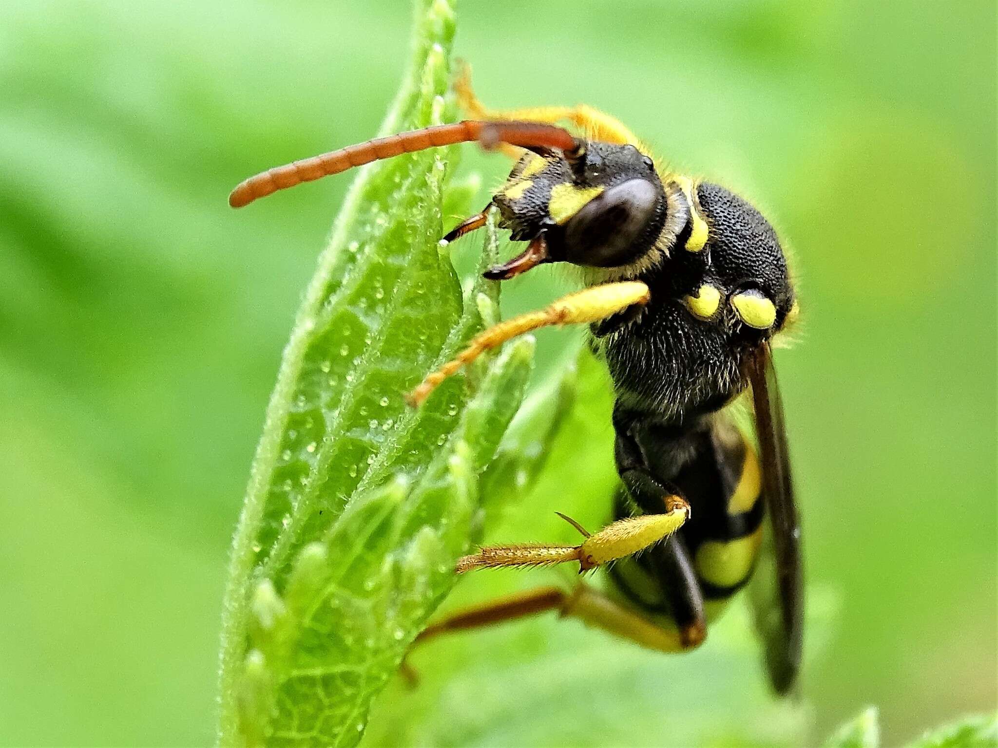 Image of Nomada succincta Panzer 1798