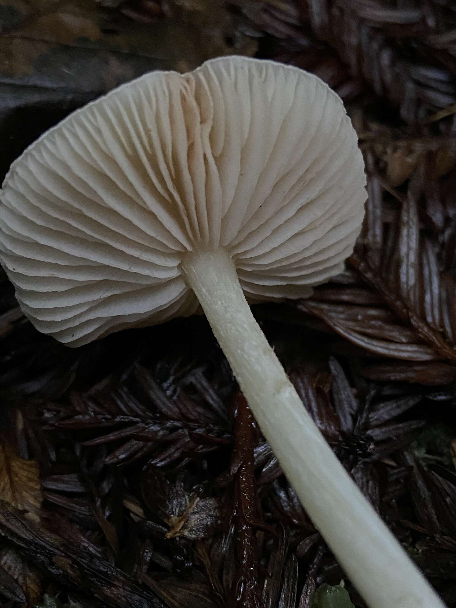 Image of Entoloma adnatifolium (Murrill) Blanco-Dios 2015