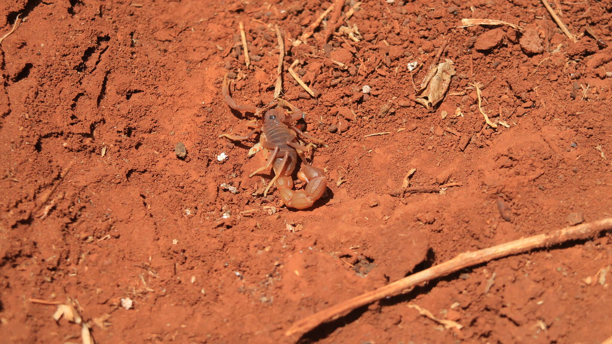 Sivun Parabuthus pallidus Pocock 1895 kuva