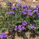 Image of Davis Mountain mock vervain