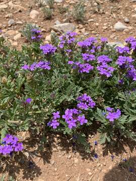 Image of Davis Mountain mock vervain