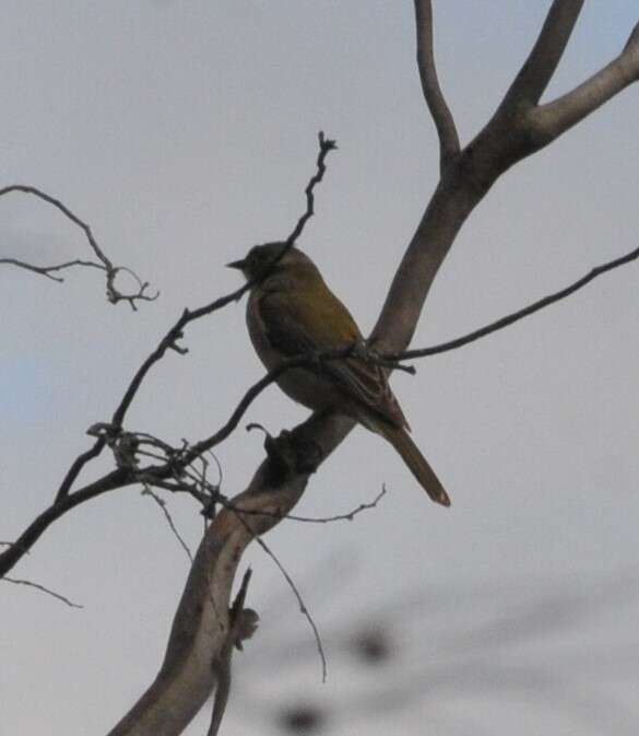 Image of Brown-headed Honeyeater