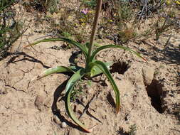 Imagem de Bulbinella latifolia subsp. latifolia