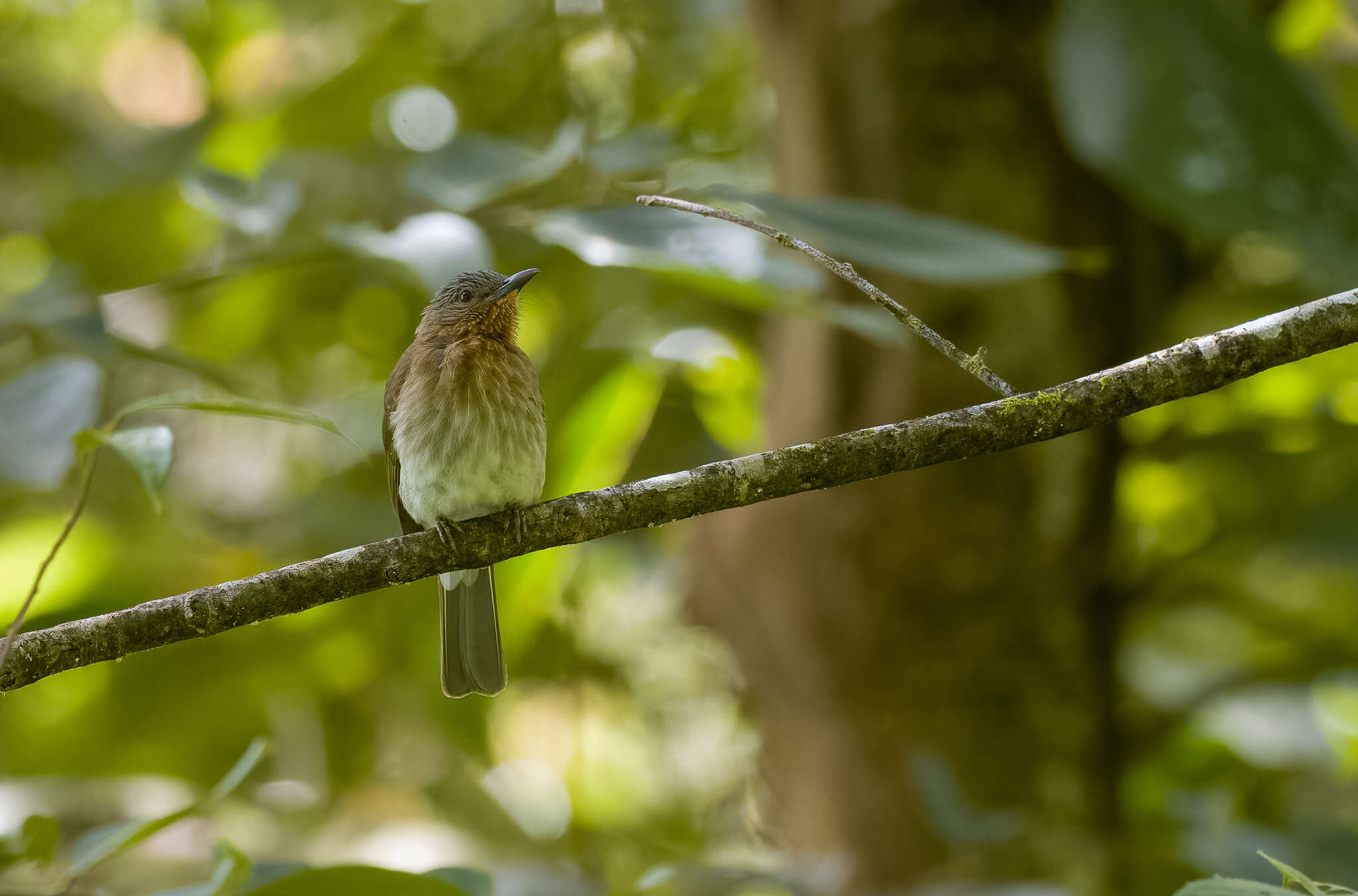 Image of Philippine Bulbul