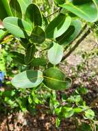 Image of Eugenia cordata var. cordata