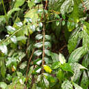 Imagem de Zanthoxylum scandens Bl.