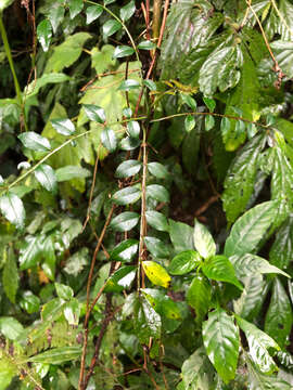 Image of Zanthoxylum scandens Bl.