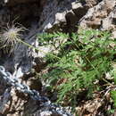 Image of Pulsatilla alpina subsp. austroalpina D. M. Moser