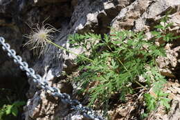 Imagem de Pulsatilla alpina subsp. austroalpina D. M. Moser