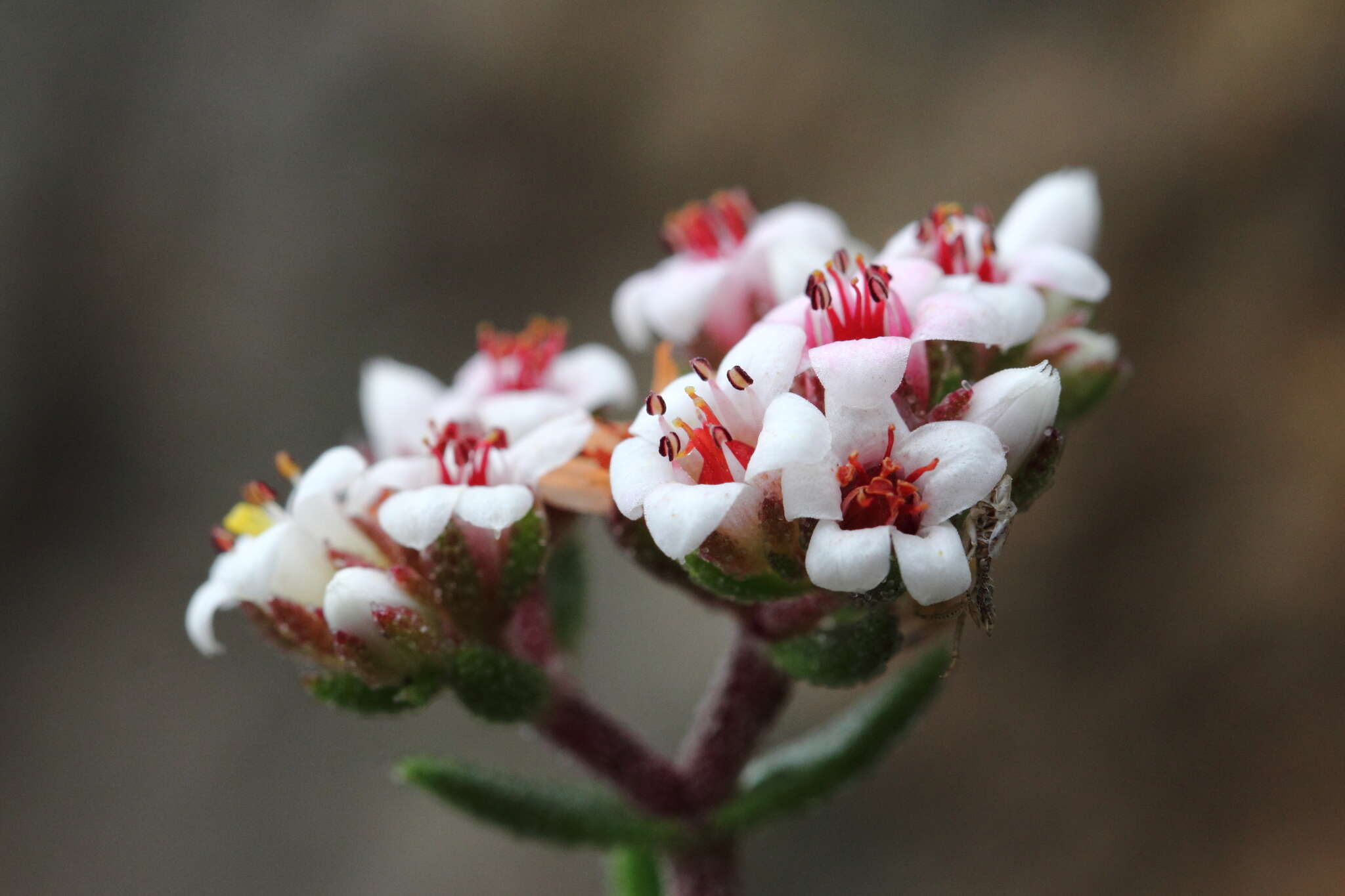 Image of Crassula pruinosa L.