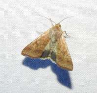 صورة Helicoverpa punctigera Wallengren 1860