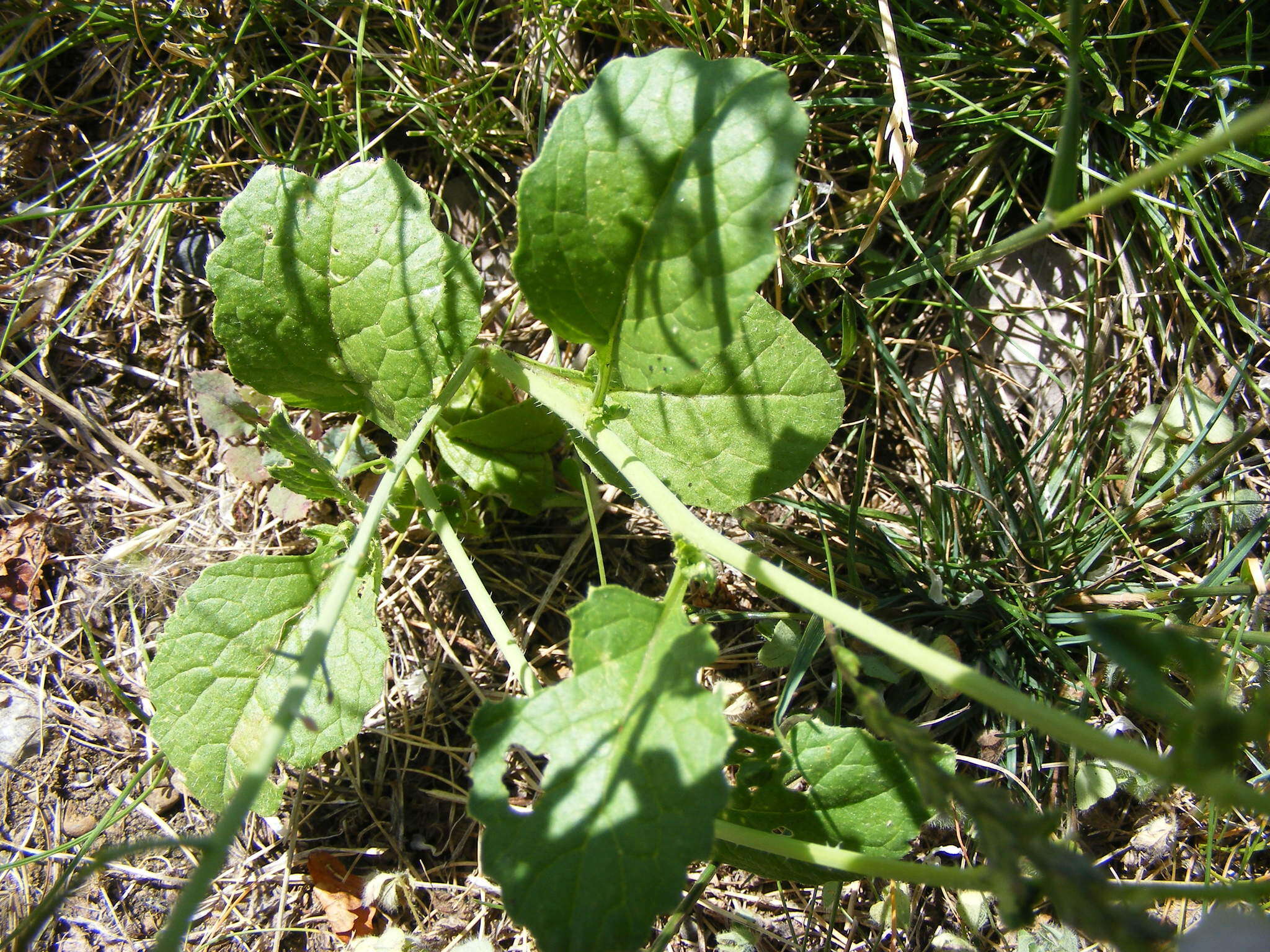 Image of wild radish