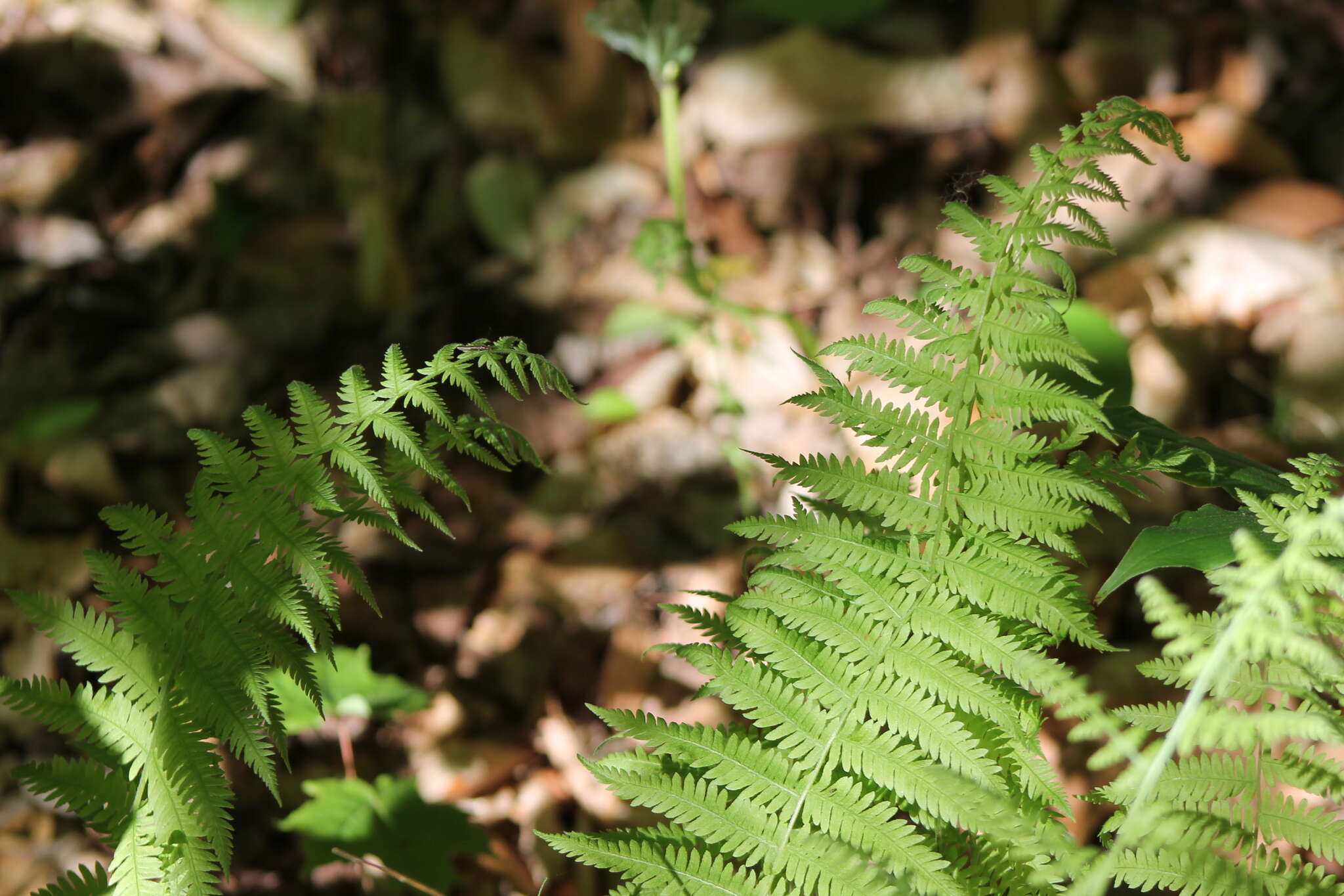 Image of eastern hayscented fern