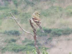 Image of American Goldfinch