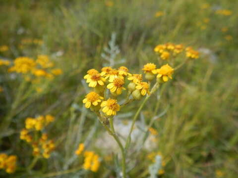 صورة Senecio rosmarinifolius L. fil.