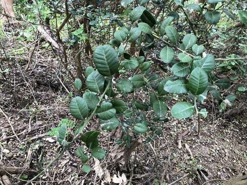 Atalantia buxifolia (Poir.) Oliv. resmi