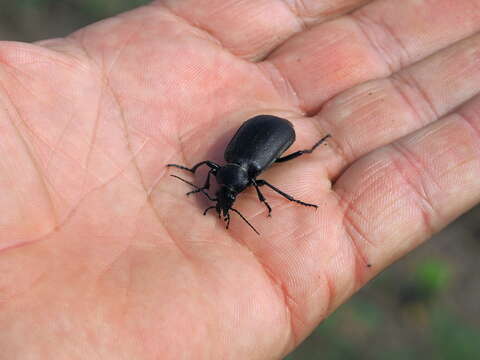 Image of Calosoma (Campalita) maderae (Fabricius 1775)