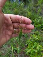 Image of Broom Rosette Grass