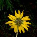 Слика од Pippenalia delphinifolia (Rydb.) Mc Vaugh