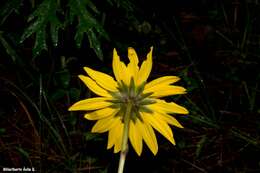 Pippenalia delphinifolia (Rydb.) Mc Vaugh resmi