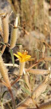 Image of isolated blazingstar