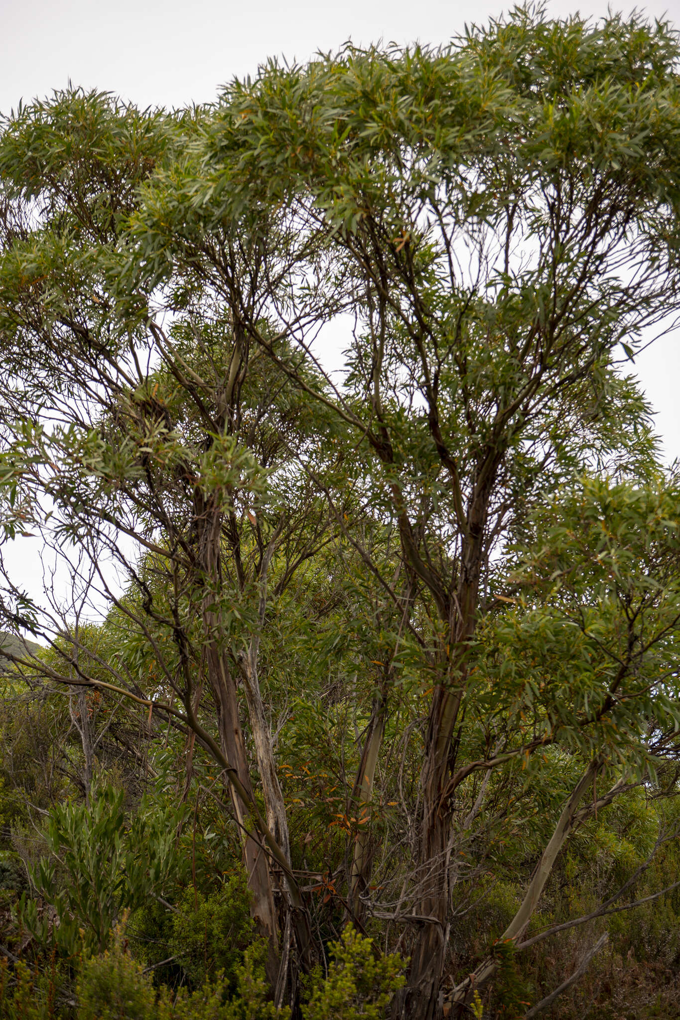 Image of Smithton peppermint gum