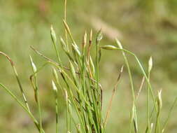 Image of Fimbristylis acicularis R. Br.