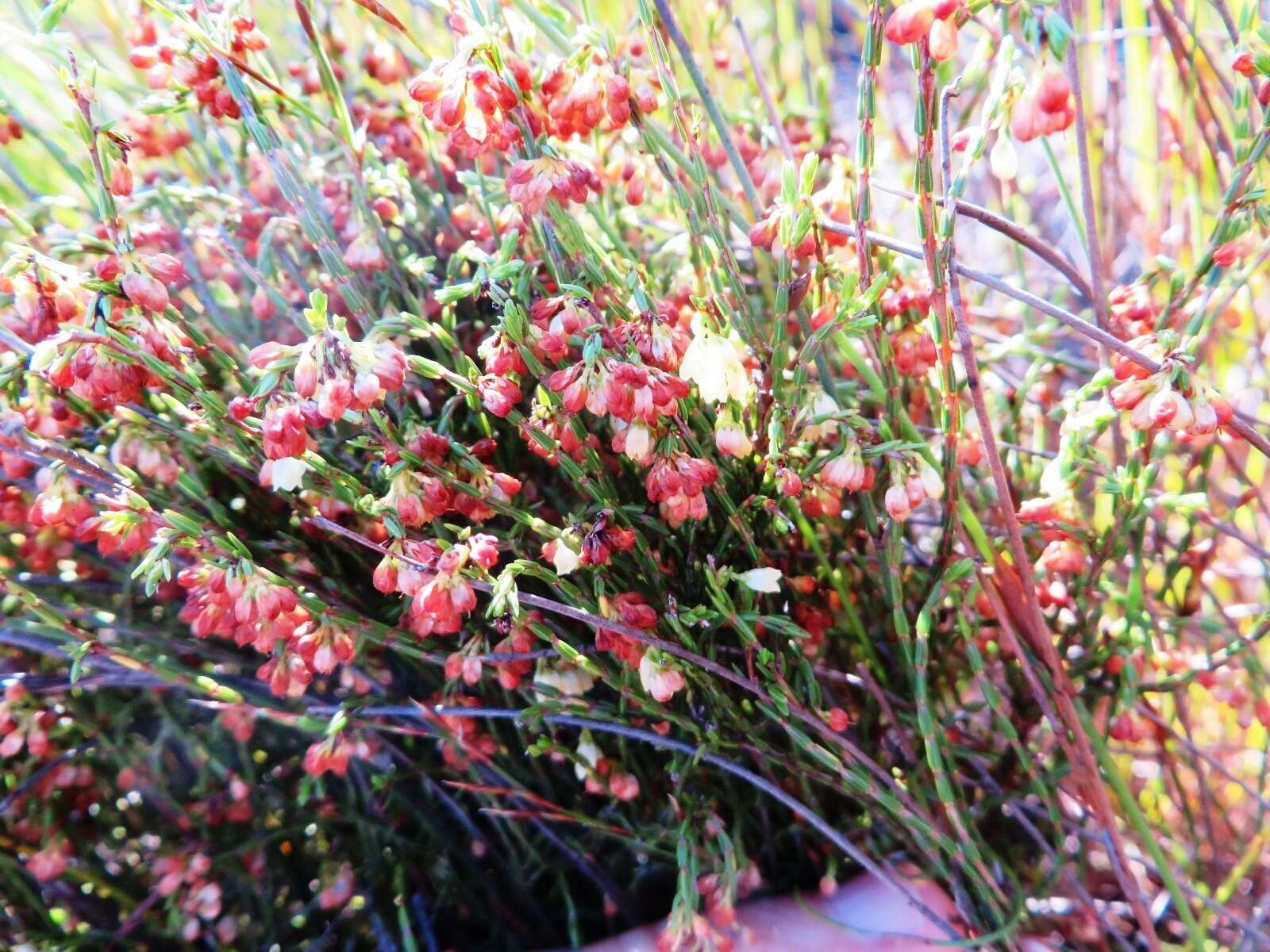 Image of Erica multiflexuosa E. G. H. Oliver