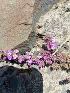 Thymus caespititius Brot. resmi