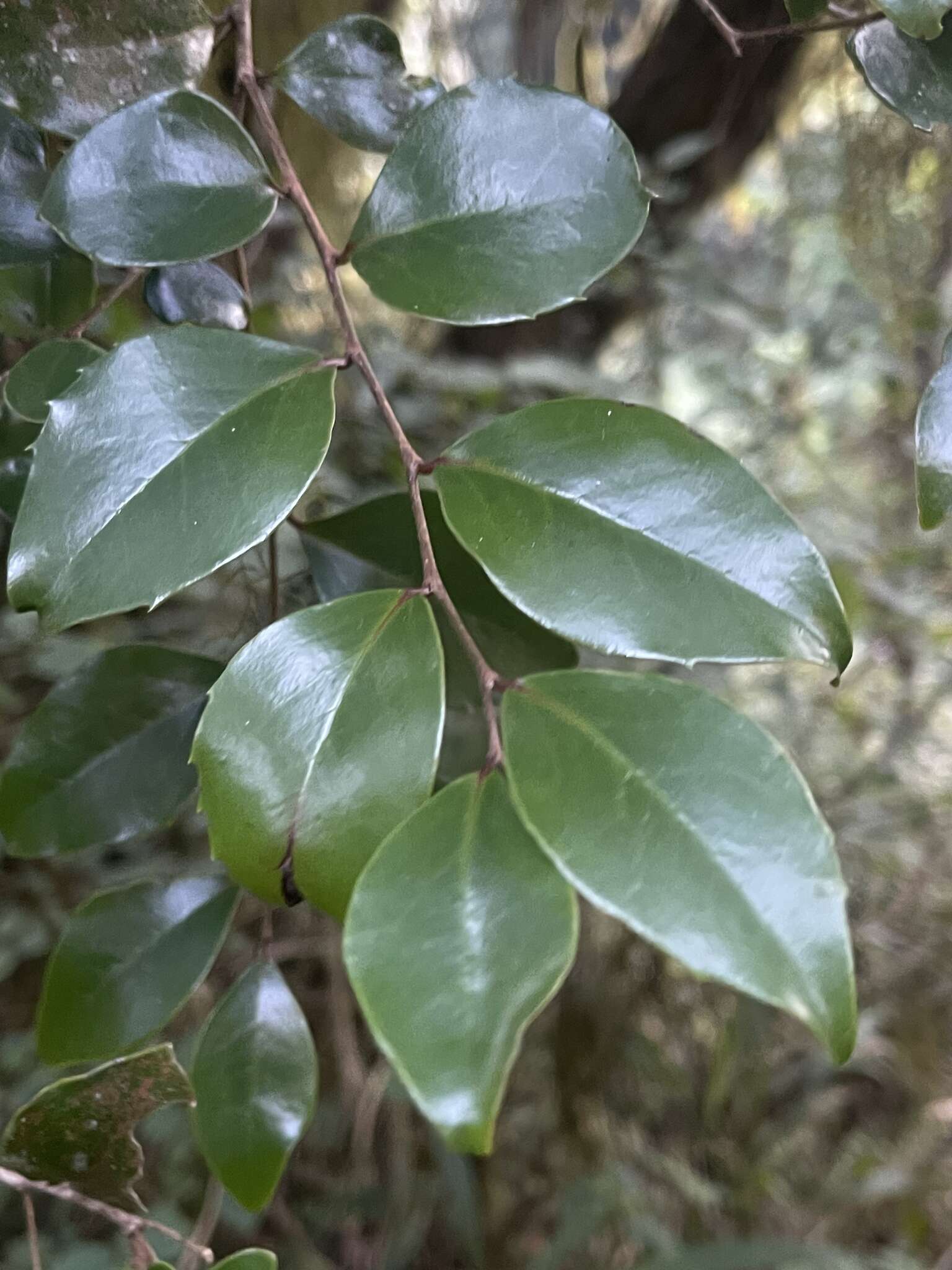 Image of Glossy sourberry