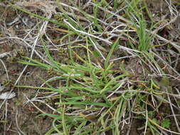 Image of Bear Sedge