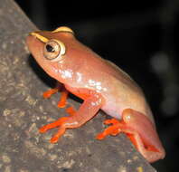 Image of Argus Reed Frog