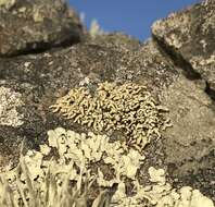 Image of Shrubby rim-lichen;   Rim lichen