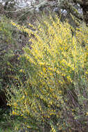 Image of Anagyris foetida L.