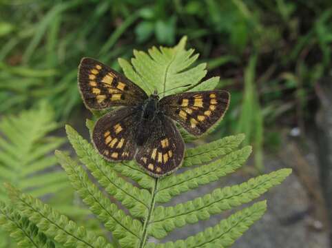 Lycaena feredayi (Bates 1867) resmi