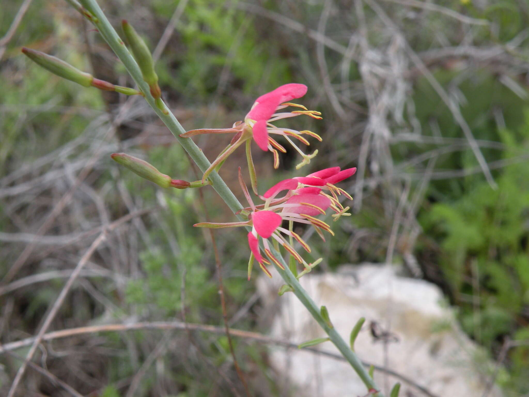 Image of Texas beeblossom