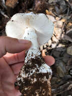 Image of Western North American Destroying Angel