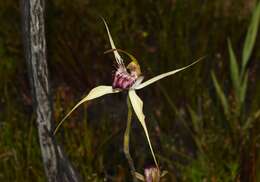 Caladenia paludosa Hopper & A. P. Br.的圖片