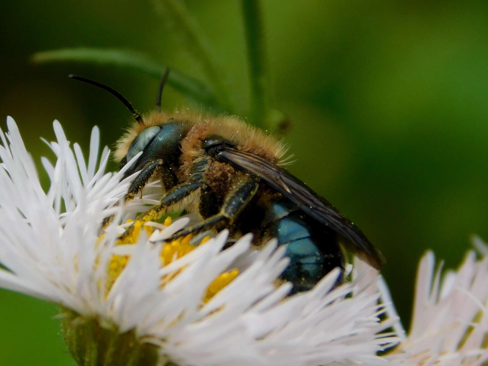 Image of Osmia chalybea Smith 1853