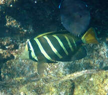Слика од Zebrasoma veliferum (Bloch 1795)
