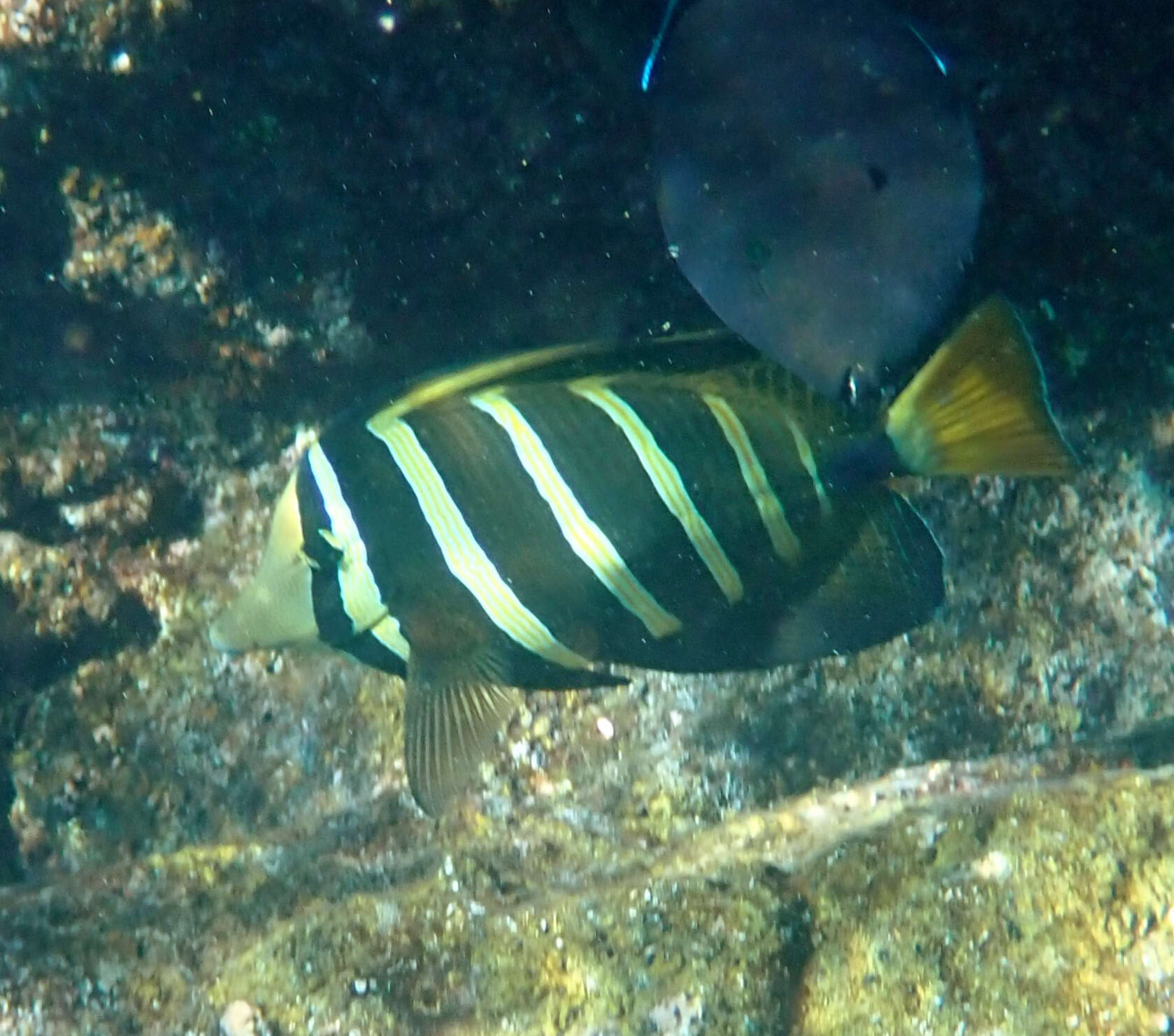 Слика од Zebrasoma veliferum (Bloch 1795)