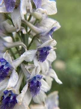 Imagem de Delphinium occidentale S. Wats. ex Coult.