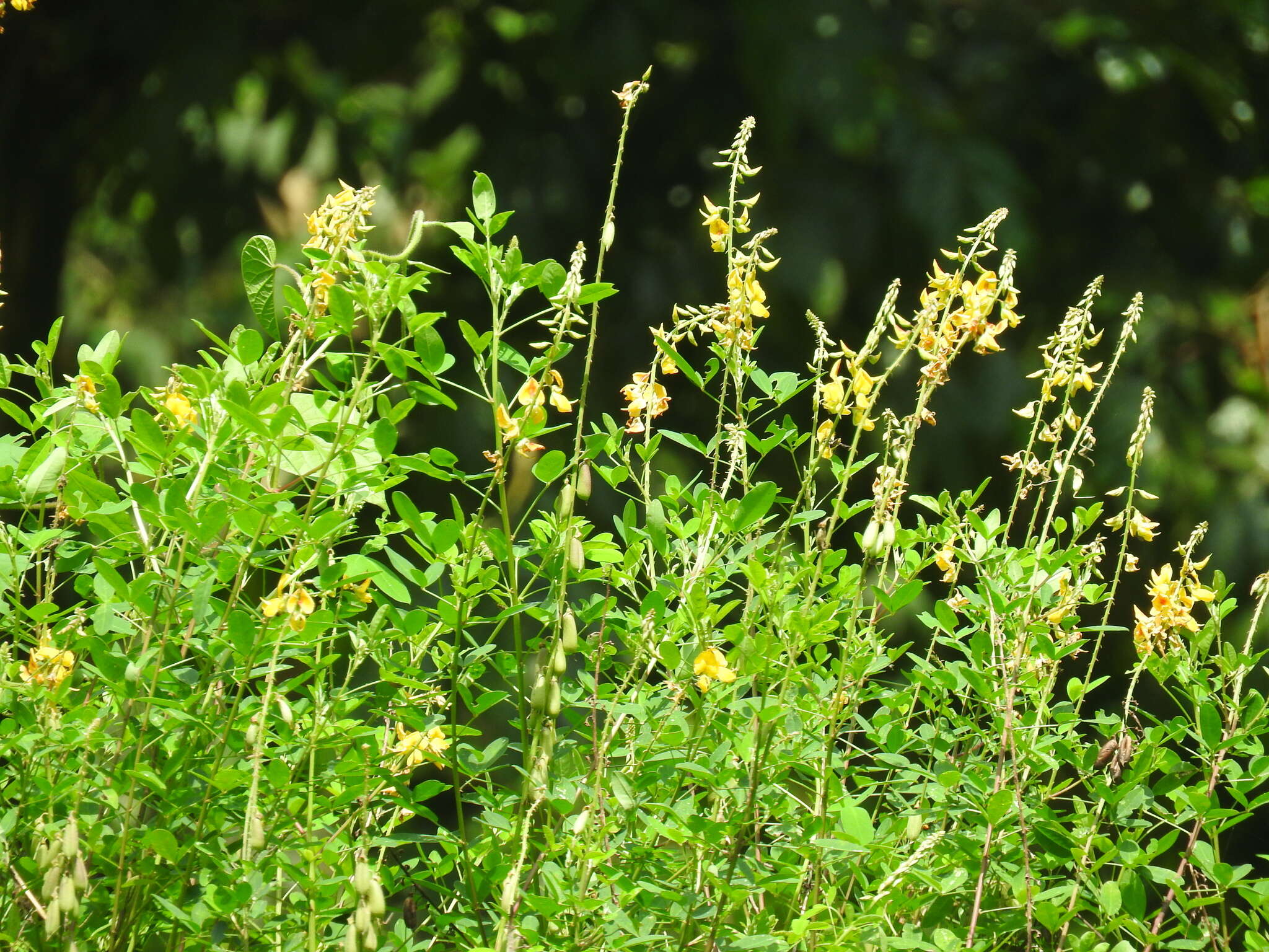 Image of longbeak rattlebox