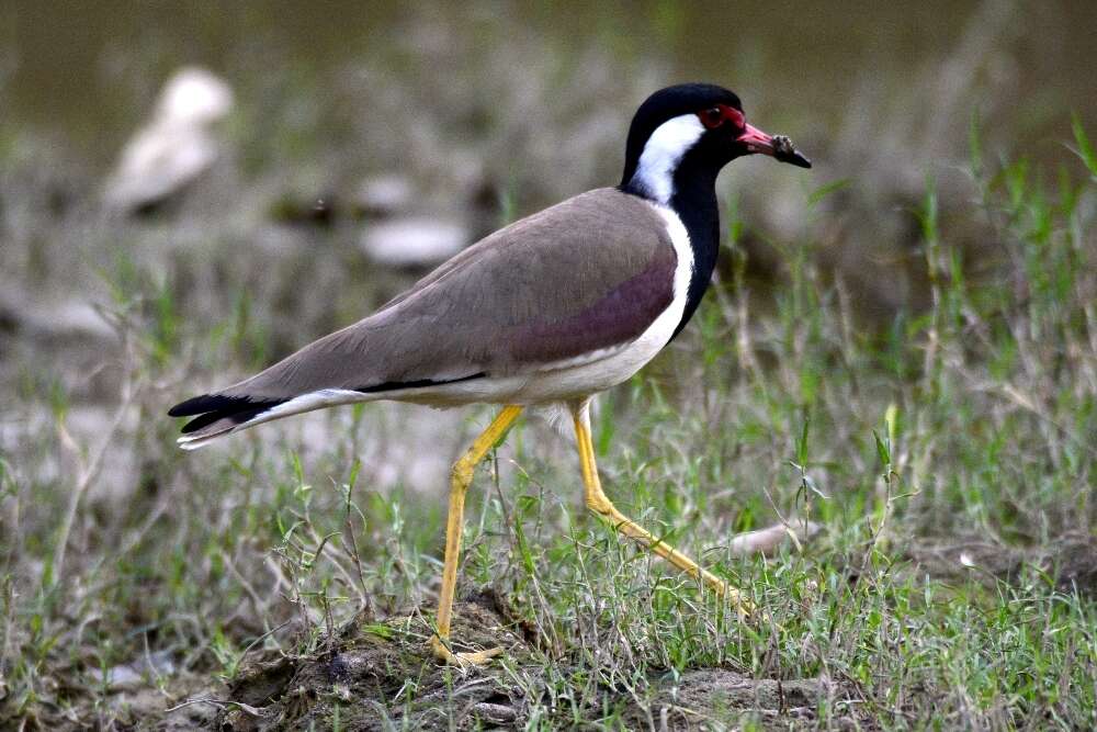 Image of Red-wattled Lapwing