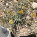 Image of Helichrysum rutilans (L.) D. Don