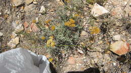 Image of Helichrysum rutilans (L.) D. Don