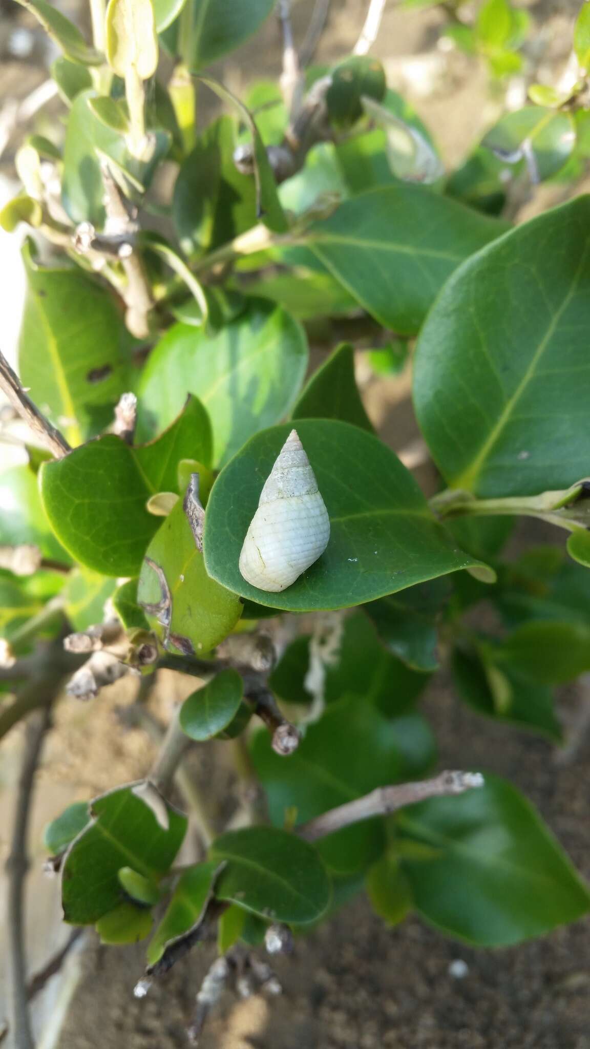 Image of Black-mouth mangrove periwinkle