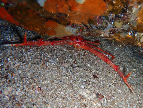 Image of rugose squat lobster