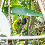 Image of Southern Chestnut-tailed Antbird